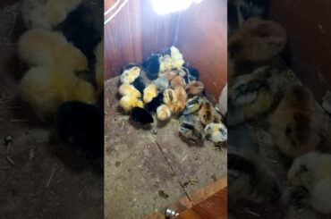 Cute baby chiks 1st day