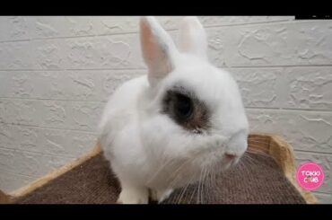 Tokki Club Weekly Cute Rabbit Video #7