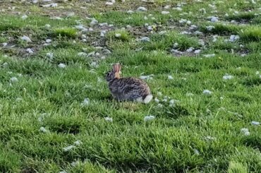 Зайчик в парке. Cute bunny 🐰