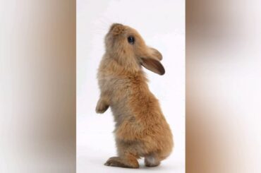 30 seconds of cute bunnies