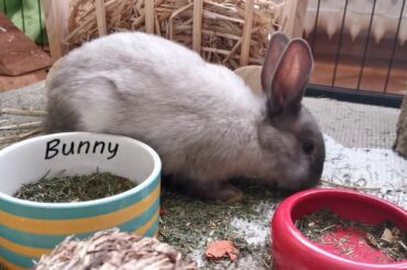 Aww Cute Animals - Cute Rabbit Baby | Eating compilation