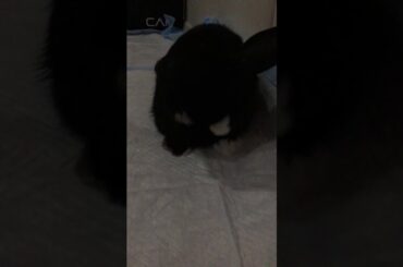 Cutest bunny  ever ✨🐰✨