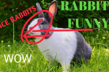 Most beautiful Rabbits || Rabbits funny