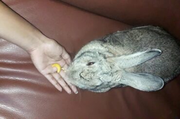 Cute bunny eating time