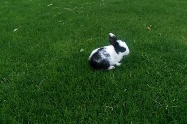 Nice view of rabbit babies in video | Nice view of rabbit babies on grass | Nature tv one