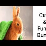 Cute and funny bunny 🐰🐰 video compliance