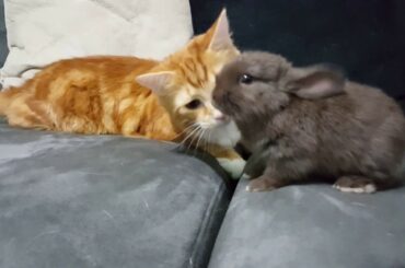 Kylo the cat meets one of the cute baby bunny rabbits