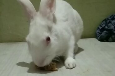 Cute rabbit eating bread