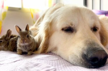 Golden Retriever and Baby Bunnies - Amazing Friendship