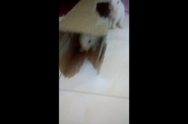 Cute Bunnies play time