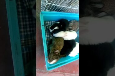 Cute rabbits😍😍