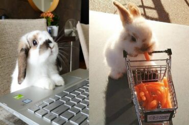 Funny and Cute Baby Bunny Rabbit Videos - Baby Animal Video Compilation 2020