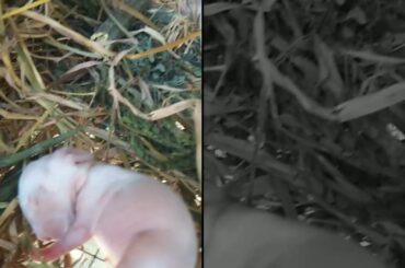 Baby bunny (4 days old)