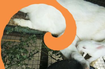 Baby bunny (11days old)