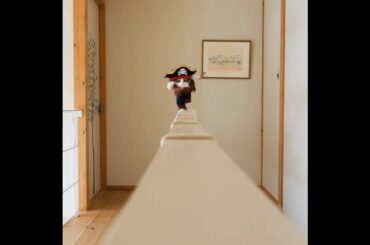 Walking Pirate Cat and Twins Rabbit Eating Video