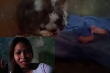 Bunny giving birth to 7 Kit's 😍so cute newborn bunnies😍