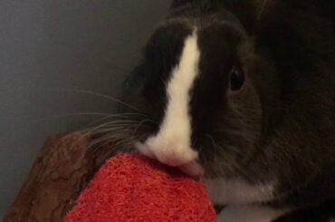 Cute Bunny Eating a Fake Carrot