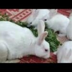 How to baby rabbits and animals|| cute big and small rabbits