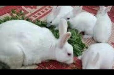 How to baby rabbits and animals|| cute big and small rabbits