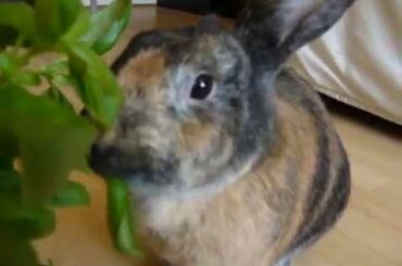 Cute Bunny Eating Basil