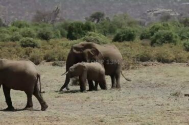 Funny Elephants - Cute Baby Elephant Videos - Elephant Baby Video