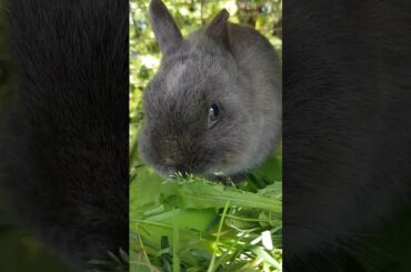 Cute Bunny Eats Weeds and Grass
