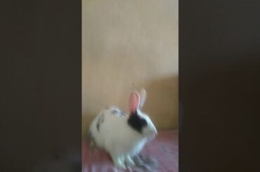 Funny Baby Bunny Rabbit Videos Compilation _Cute Rabbits