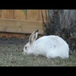 Funny Baby Bunny Rabbit Videos animals