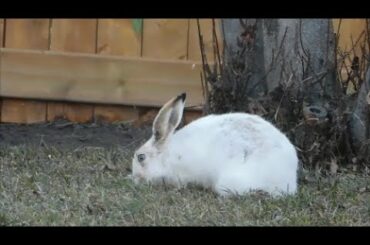 Funny Baby Bunny Rabbit Videos animals