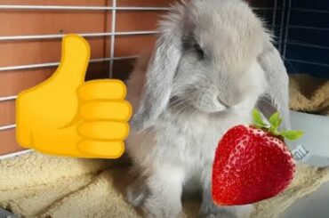 Cute bunny eating a strawberry | Roni The Rabbit |