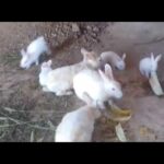 Rabbits and cute bunnies eating vegetables