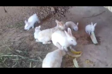 Rabbits and cute bunnies eating vegetables