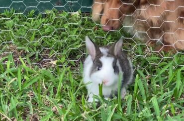 Cute Baby Dwarf Bunny Rabbit Plays With Miniature Dachshund