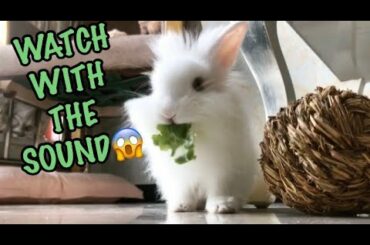 CUTEST BUNNY IS EATING SALAD