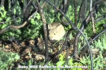 Cute Wild baby Rabbit in the New Forest