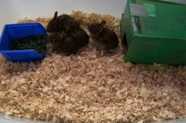 Never seen before - 5 cutest baby bunnies feeding.