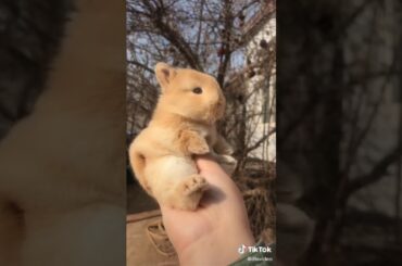 Cute Rabbit