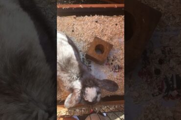 Cute rabbit drinking