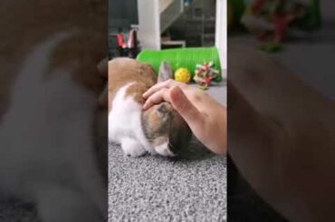 DEXTER THE CUTE RABBIT