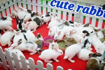 cute rabbit in my home.