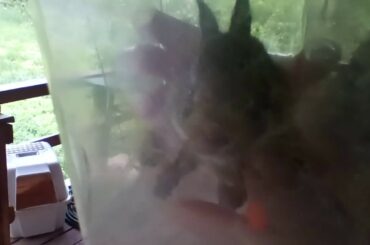 CUTE BABY BUNNY CAUGHT