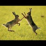 Bunny Rabbits Fight