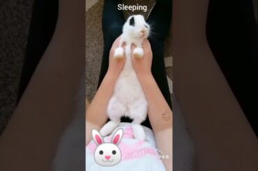 My cute bunny | compilation | part 1