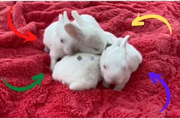 Baby bunnies having fun with the girls