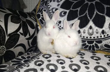 Small cute rabbit rabbit so adorable