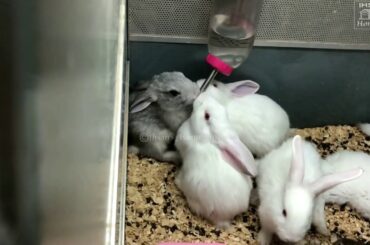 Funny and Cute Baby Bunny Rabbit Videos 🐇 Baby Animal Video Compilation 2020 /Ihsan’s_Home_Snap