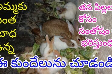 MOTHER RABBITS GIVE BIRTH BABYS HURT TOUCHING