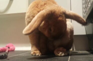 What is this cute bunny nibbling on?