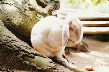 ##cute ##bunny ## lovely pets##