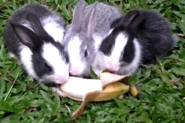 cute baby rabbits eating banana- part 3